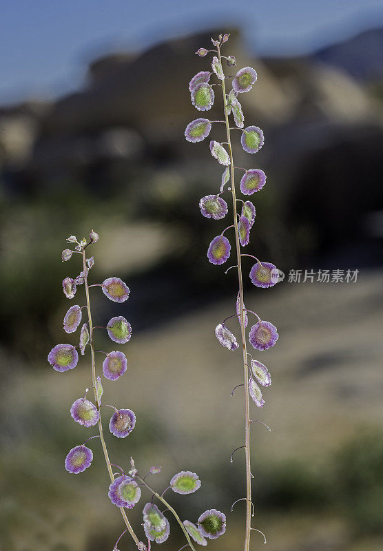 Thysanocarpus curvipes是一种芥末科的开花植物，被称为沙须荚或草荚，发现于加利福尼亚州约书亚树国家公园